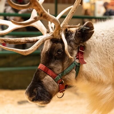 Blitzen Bash at River Park Square